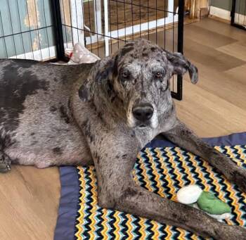 Great Dane Dogs Available for Adoption - Maddie / Madison  | PetCurious