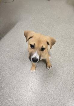Labrador Retriever and Mixed Breed Dogs Available for Adoption in Albertville, Alabama - Mercy | PetCurious