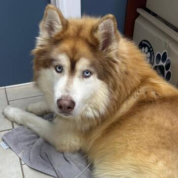 Husky and Alaskan Malamute Dogs Available for Adoption in Patchogue, New York - Hachi | PetCurious