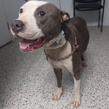 Baby Gerbil -  American Staffordshire Terrier and Mixed Breed Dog for Adoption in Hattiesburg, Mississippi - Baby Gerbil | PetCurious