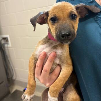 Lolo -  Mixed Breed Dog for Adoption in Englewood, Florida - Lolo | PetCurious