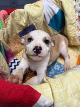 Oscar Keatts -  Pit Bull Terrier and Husky Dog for Adoption in Erin, Tennessee - Oscar Keatts | PetCurious
