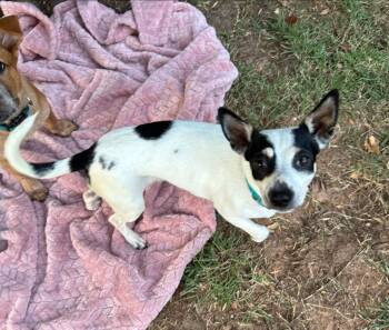 Rescue Rat Terrier Dogs for Adoption in Rockwall, Texas - Annie | PetCurious