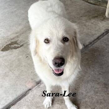 Sara Lee -  Great Pyrenees Dog Available for Adoption in Fulton, Texas - Sara Lee | PetCurious