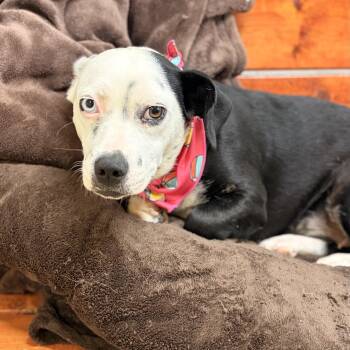Shortay -  Corgi Dog for Adoption in Pilot Point, Texas - Shortay | PetCurious