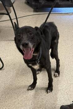 Wolfie -  Shepherd and Mixed Breed Dog for Adoption in Conway, Arkansas - Wolfie | PetCurious