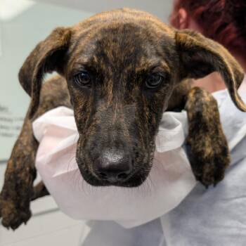 Dragon -  Mixed Breed Dog for Adoption in Greenville, South Carolina - Dragon | PetCurious