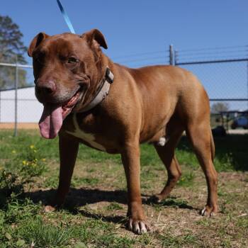 Pit Bull Terrier Dogs Available for Adoption in Hohenwald, Tennessee - Mo | PetCurious