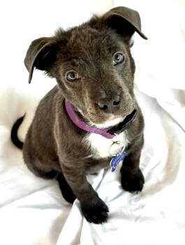 EAST -  Labrador Retriever Dog for Adoption in Broomfield, Colorado - EAST | PetCurious