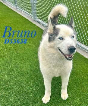 Bruno -  Siberian Husky Dog for Adoption in Clarksville, Tennessee - Bruno | PetCurious