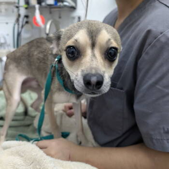 Rescue Chihuahua Dogs for Adoption in Chico, California - PETEY | PetCurious