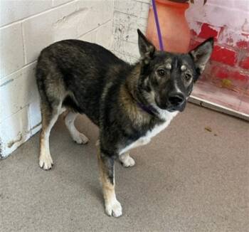 German Shepherd Dog Dogs Available for Adoption in San Bernardino, California - JOYCE | PetCurious