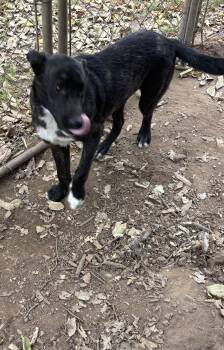 Tuffy -  Pit Bull Terrier and Labrador Retriever Dog for Adoption in Welling, Oklahoma - Tuffy | PetCurious