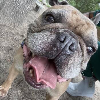 Cosmo 28708 -  French Bulldog Dog for Adoption in Middleburg, Florida - Cosmo 28708 | PetCurious