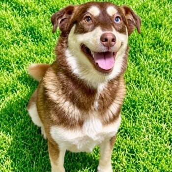 Sampson -  Husky Dog for Adoption in Battle Creek, Michigan - Sampson | PetCurious