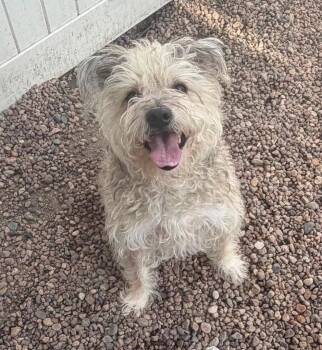 Gizmo -  Wheaten Terrier Dog for Adoption in Columbus, Nebraska - Gizmo | PetCurious