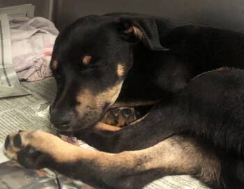 Hux -  Mixed Breed Dog for Adoption in Parma, Ohio - Hux | PetCurious