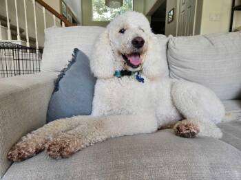 Adam Duke -  Standard Poodle Dog for Adoption in Garland, Texas - Adam Duke | PetCurious