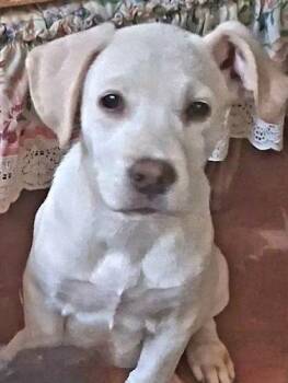Snowbaby -  Labrador Retriever Dog for Adoption in Rutherfordton, North Carolina - Snowbaby | PetCurious