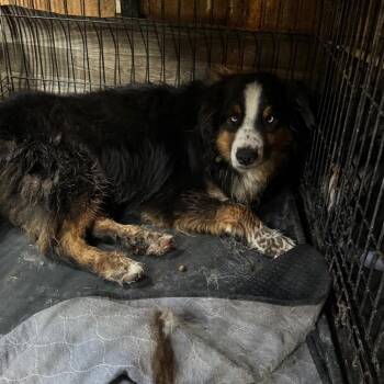 Burl -  Australian Shepherd Dog for Adoption in Anahuac, Texas - Burl | PetCurious