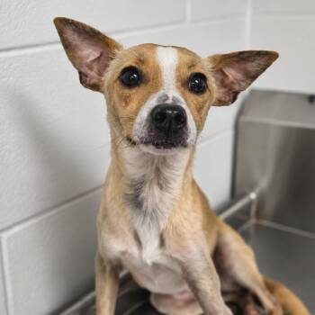 Douglas -  Mixed Breed Dog for Adoption in Sarasota, Florida - Douglas | PetCurious