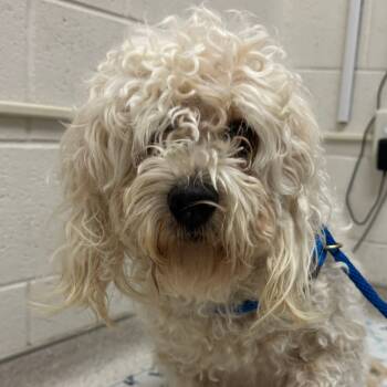 Rescue Poodle and Mixed Breed Dogs for Adoption in Murray, Utah - Roy | PetCurious