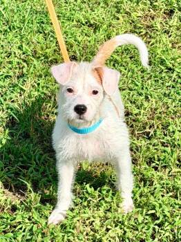 Pelusa -  Wirehaired Terrier and Mixed Breed Dog for Adoption in Cape Coral, Florida - Pelusa | PetCurious