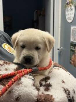 Great Pyrenees Dogs Available for Adoption in Allen, Texas - Nanook | PetCurious