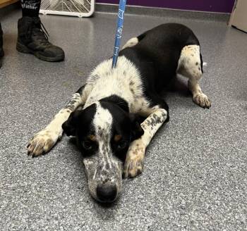 Gumbo -  Bluetick Coonhound and Australian Cattle Dog Blue Heeler Dog for Adoption in Jamestown, California - Gumbo | PetCurious