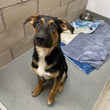 WAGS-Stray-22153 -  German Shepherd Dog Dog for Adoption in Westminster, California - WAGS-Stray-22153 | PetCurious