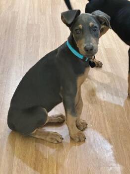 Ophelia Frump -  Doberman Pinscher and Shepherd Dog for Adoption in Los Angeles, California - Ophelia Frump | PetCurious