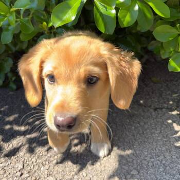 Australian Shepherd and Beagle Dogs Available for Adoption in Falls Church, Virginia - Willie Mae Pup:  Rose | PetCurious