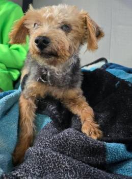 Yorkshire Terrier Dogs Available for Adoption in Bonifay, Florida - Matt | PetCurious