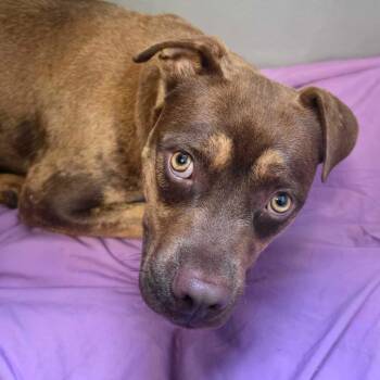 Rex -  Mixed Breed Dog for Adoption in Owosso, Michigan - Rex | PetCurious