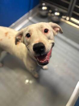 BUNNY -  Pit Bull Terrier and Mixed Breed Dog for Adoption in Visalia, California - BUNNY | PetCurious