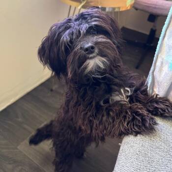 Poodle Dogs Available for Adoption in Goleta, California - Clover | PetCurious