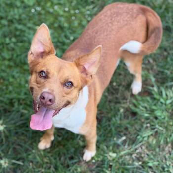 Cat -  Cattle Dog and Mixed Breed Dog for Adoption in Brownsboro, Alabama - Cat | PetCurious