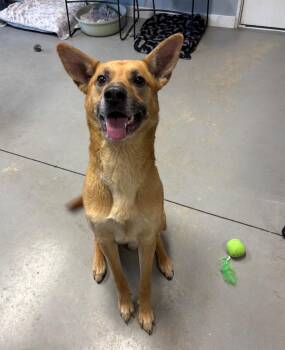 German Shepherd Dog Dogs Available for Adoption in Hartford City, Indiana - Ryker | PetCurious