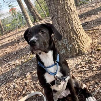 Mixed Breed Dogs Available for Adoption in Falls Church, Virginia - Pepper Mint | PetCurious