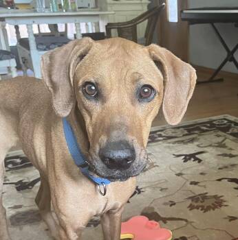 Delaney -  Vizsla and Mixed Breed Dog for Adoption in Toronto, Ontario - Delaney | PetCurious