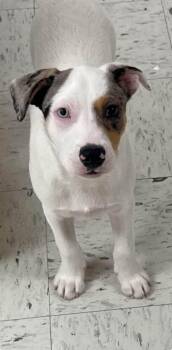 Jack -  Mixed Breed Dog for Adoption in Northwood, New Hampshire - Jack | PetCurious