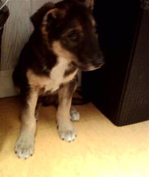 SHEP -  German Shepherd Dog and Mixed Breed Dog for Adoption in Martinez, California - SHEP | PetCurious