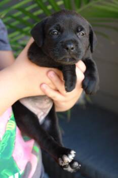 Rescue Mixed Breed Dogs for Adoption in Bryan, Texas - Milo | PetCurious