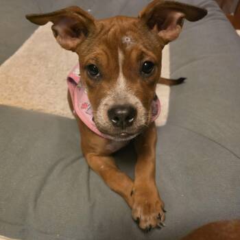Grace -  Boxer Dog for Adoption in Aurora, Illinois - Grace | PetCurious