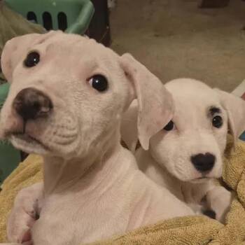 Mixed Breed Dogs Available for Adoption in Myrtle Beach, South Carolina - Jax | PetCurious