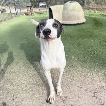 Patches -  Labrador Retriever and Hound Dog for Adoption in Magnolia, Texas - Patches | PetCurious