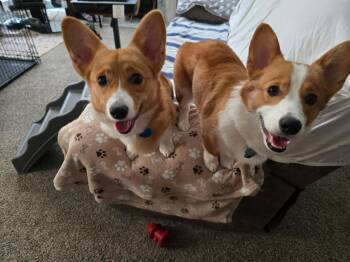 Cardigan Welsh Corgi Dogs Available for Adoption - Daniel Zuko | PetCurious