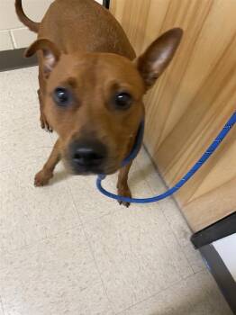 Roan -  Mixed Breed Dog for Adoption in Vancouver, Washington - Roan | PetCurious