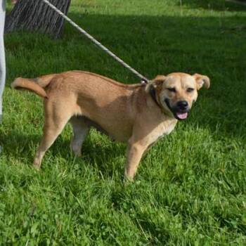 Mixed Breed Dogs Available for Adoption in Elk Grove Village, Illinois - Corra+ | PetCurious