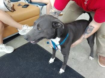 Rescue Pit Bull Terrier and Mixed Breed Dogs for Adoption in Fort Worth, Texas - 59310347 | PetCurious